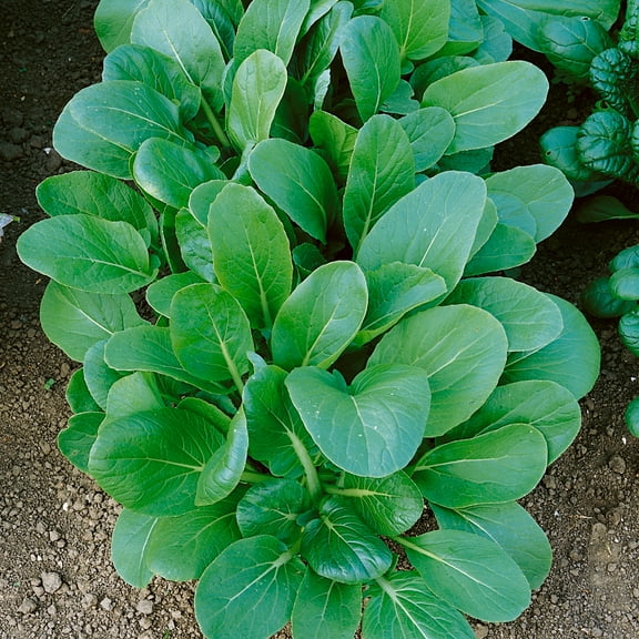 Tat Soi - Black Knight Mustard Seeds - 2 g Packet ~1000 Seeds - Non-GMO, Heirloom - Vegetable / Herb Garden, Growing Microgreens - Brassica rapa