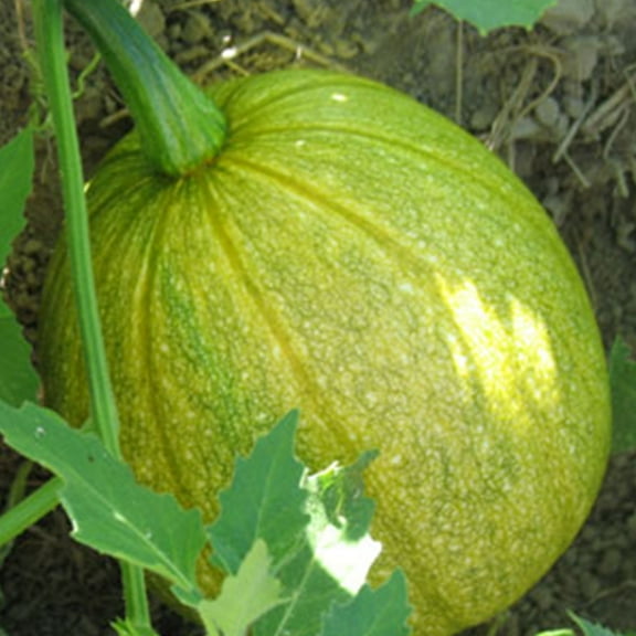 Tatume Squash Seed 4 g ~30 Seeds - Heirloom, Open Pollinated, Non-GMO, Farm & Vegetable Gardening Seeds - Summer Squash