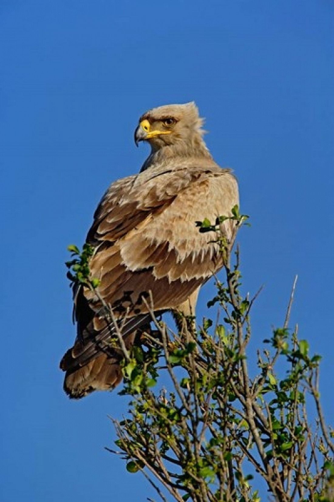 Tawny Eagle Aquila rapax Masai Mara Game Reserve Kenya Canvas Art - Adam Jones DanitaDelimont (11 x 17)