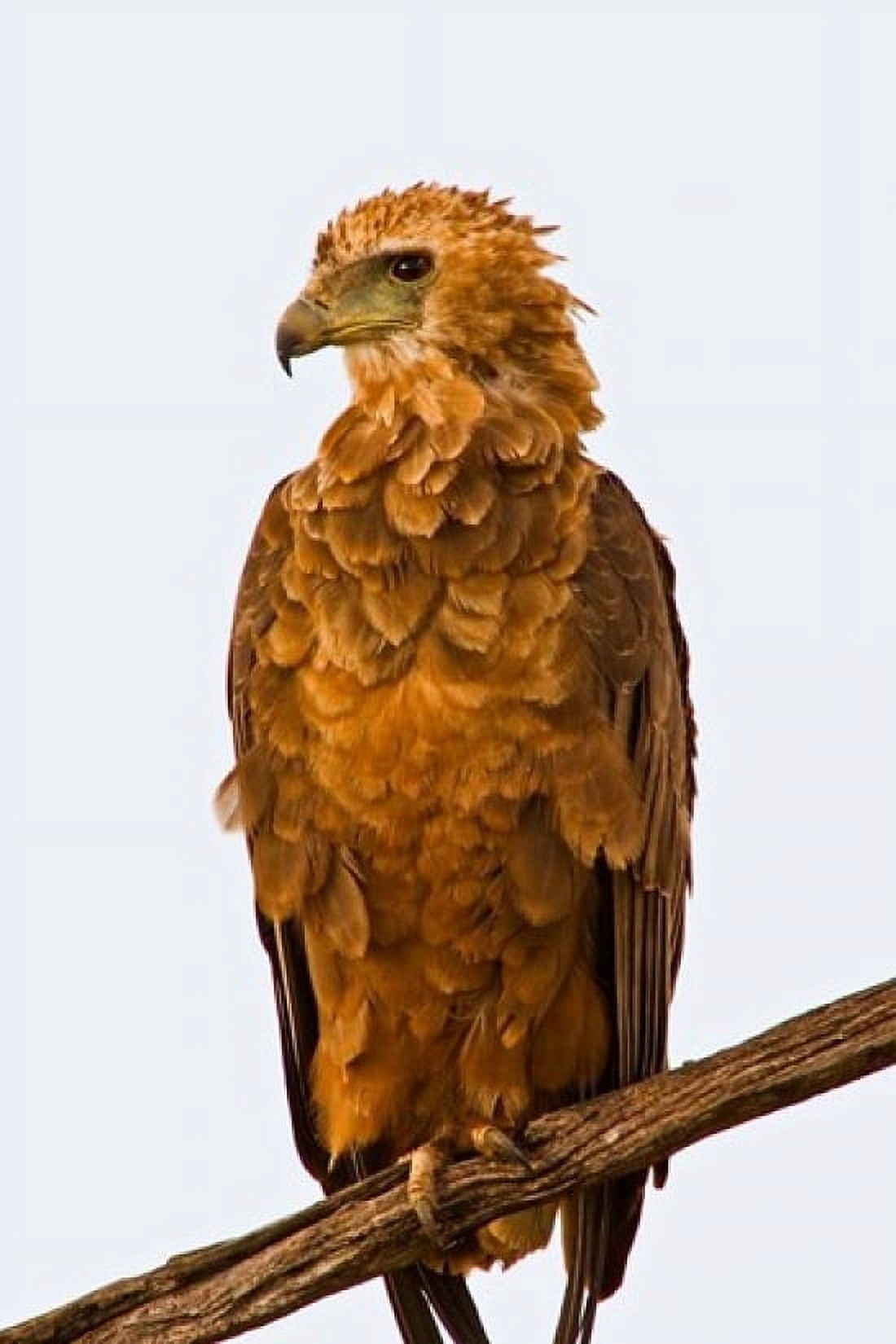 Tawny Eagle on branch above the Maasai Mara Kenya Canvas Art - Joe Restuccia III DanitaDelimont (11 x 17)