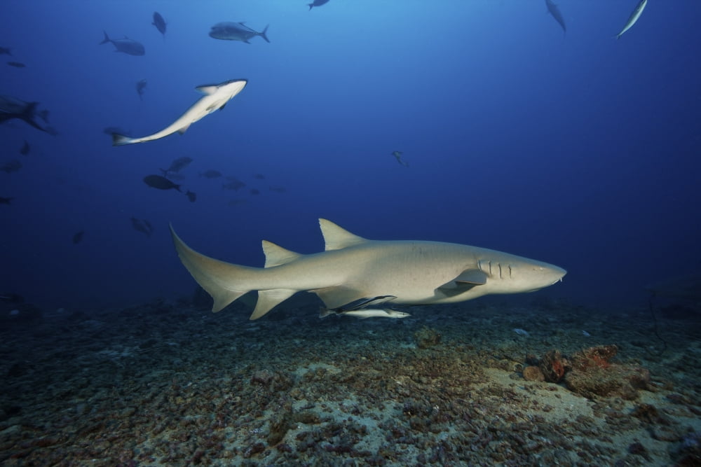 Tawny Nurse Shark swims away after eating some fish scraps Fiji Canvas Art - Terry MooreStocktrek Images (35 x 23)
