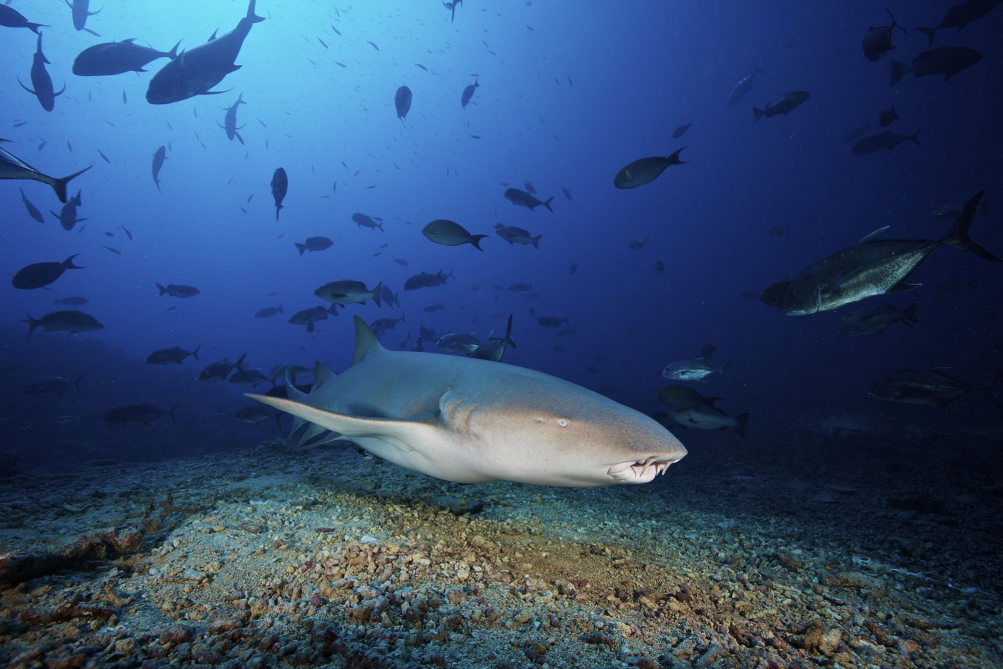 Tawny Nurse Shark swims away after eating some fish scraps Fiji Canvas Art - Terry MooreStocktrek Images (35 x 23)
