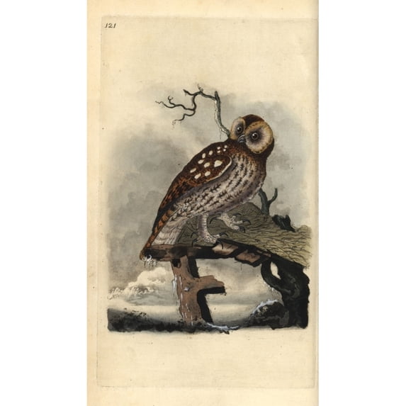 Tawny Owl, Strix Aluco Poster Print By ® Florilegius Mary Evans (18 X 24)