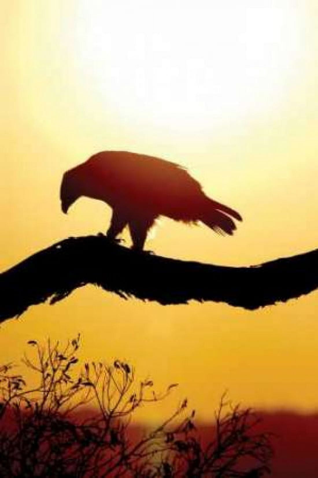 Tawny Sunrise Canvas Art - Susann Parker (24 x 36)