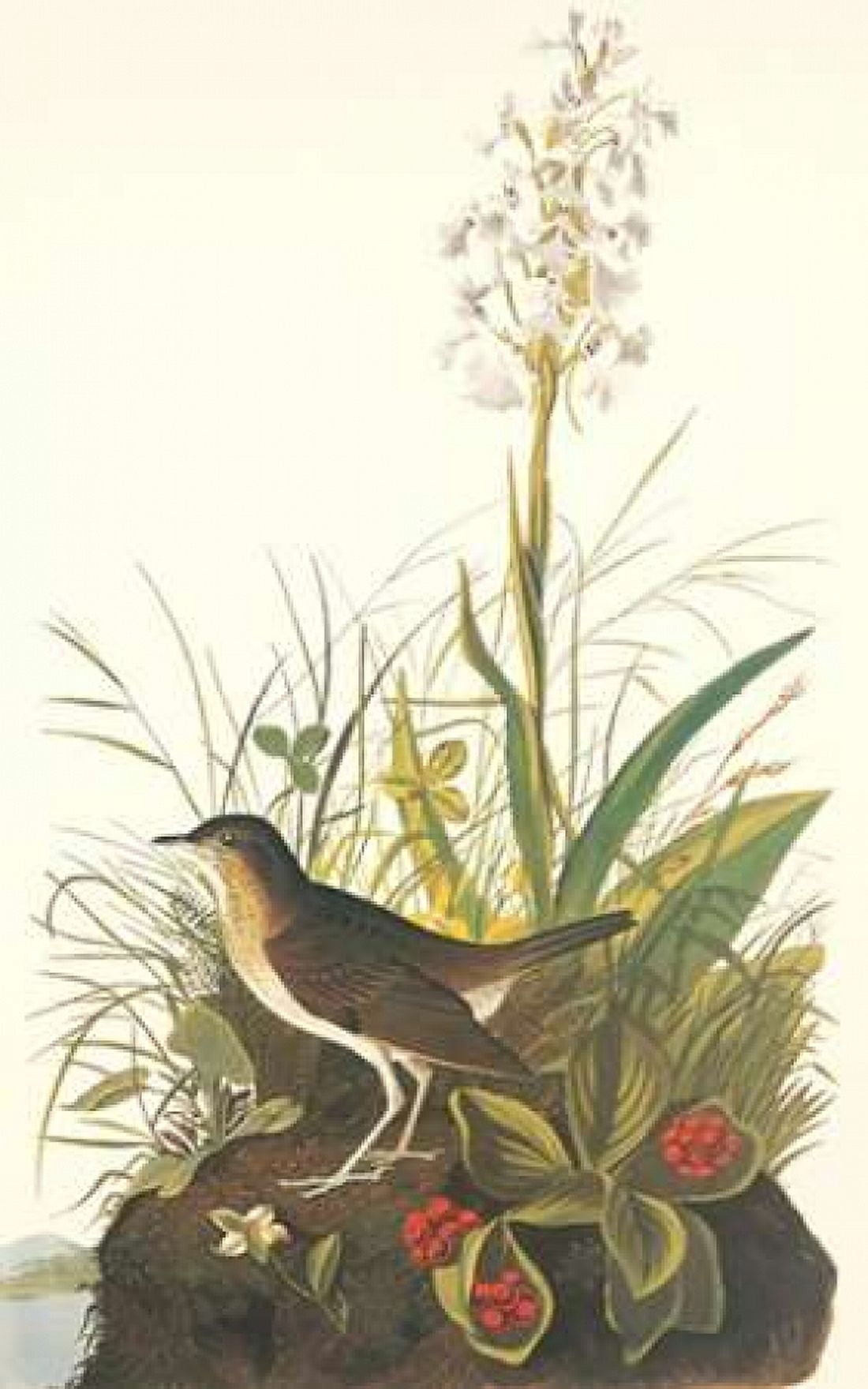 Tawny Thrush Canvas Art - John James Audubon (24 x 36)