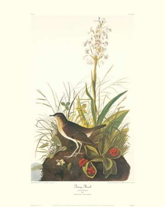 Tawny Thrush (decorative border) Canvas Art - John James Audubon (24 x 30)