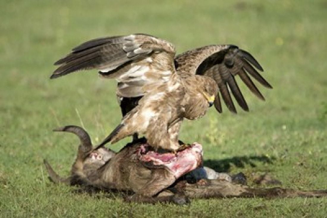 Tawny eagle (Aquila rapax) eating a dead animal Ndutu Ngorongoro Tanzania Canvas Art - Panoramic Images (16 x 11)