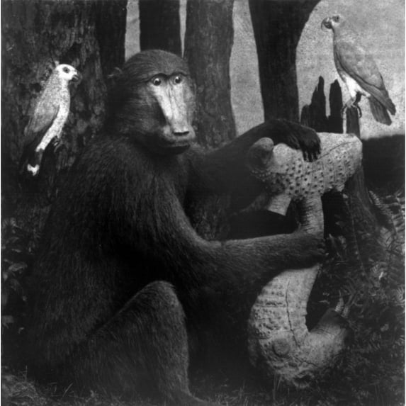 Taxidermied Animals History (24 x 36)