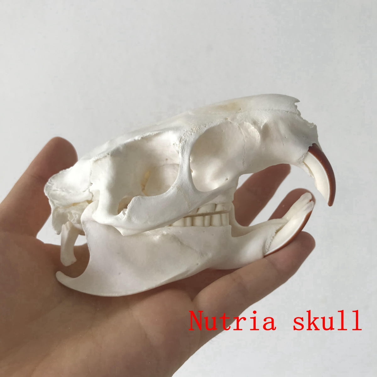 Taxidermy Real Animals Skull Decor - Animal Bones - Want It All