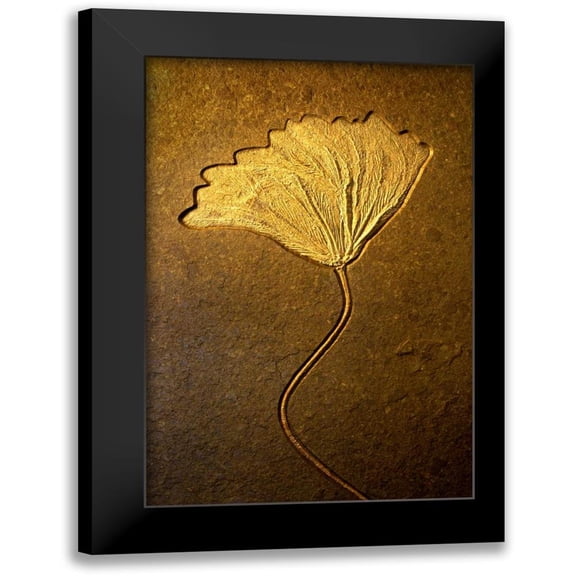 Taylor, Douglas 11x14 Black Modern Framed Museum Art Print Titled - Crinoids II
