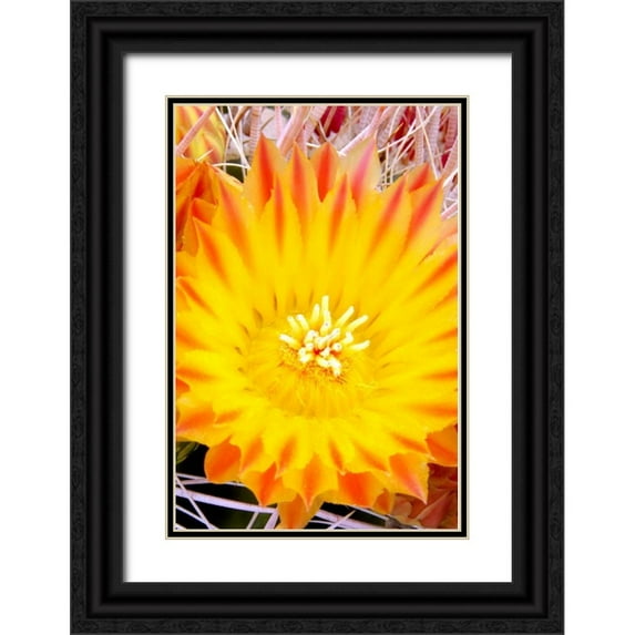 Taylor, Douglas 11x14 Black Ornate Wood Framed with Double Matting Museum Art Print Titled - Cactus Flower V