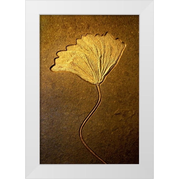 Taylor, Douglas 11x14 White Modern Wood Framed Museum Art Print Titled - Crinoids II