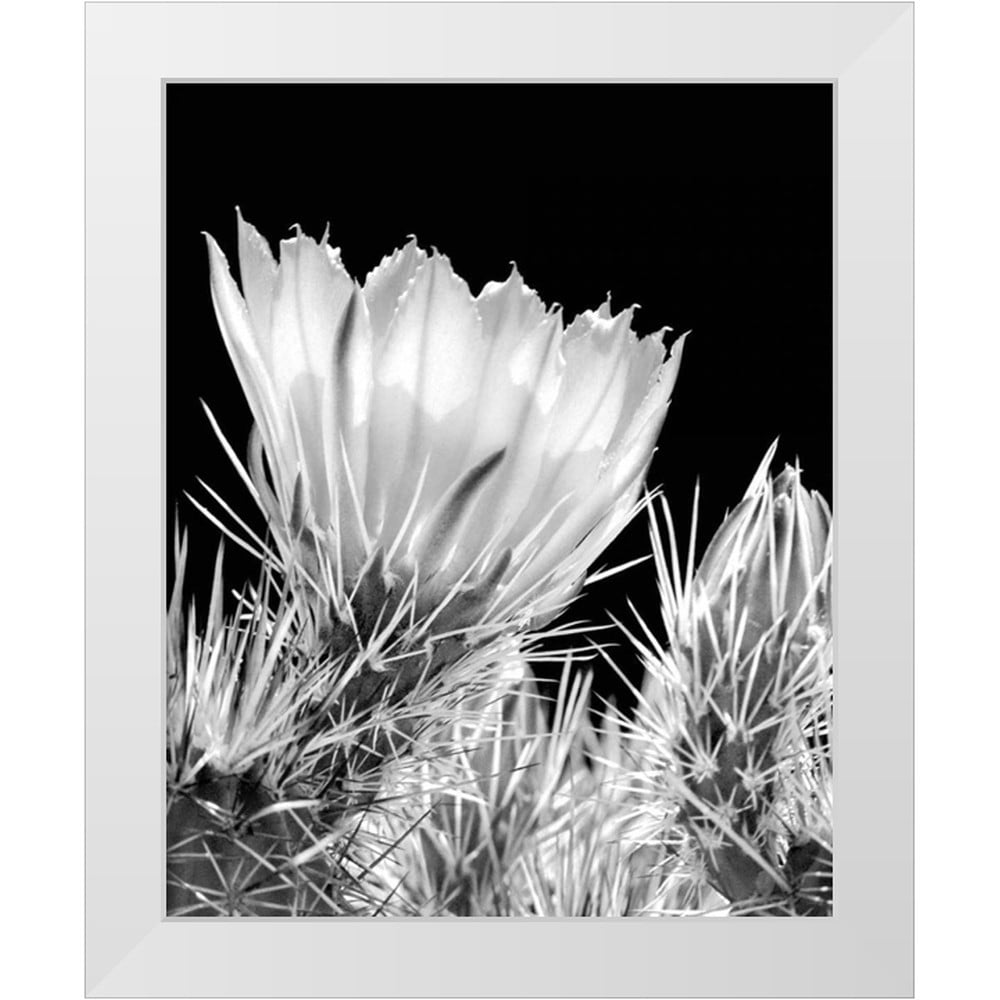Taylor, Douglas 12x14 White Modern Wood Framed Museum Art Print Titled ...