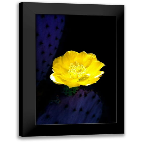Taylor, Douglas 13x18 Black Modern Framed Museum Art Print Titled - Prickly Pear Cactus Blossom