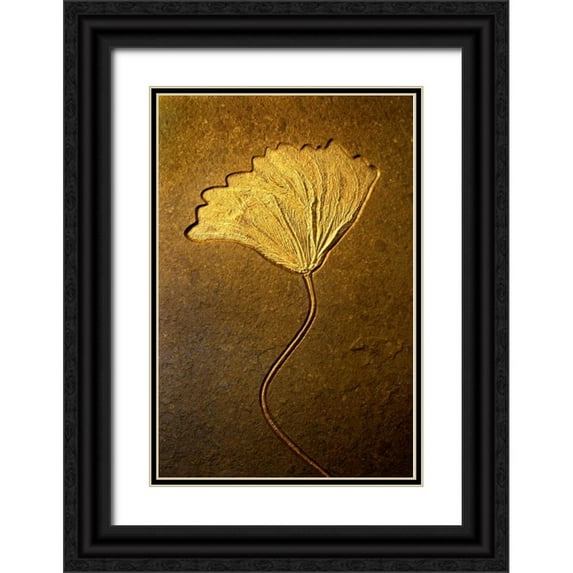Taylor, Douglas 13x18 Black Ornate Wood Framed with Double Matting Museum Art Print Titled - Crinoids II