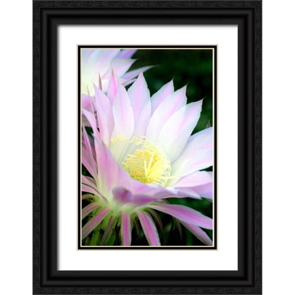 Taylor, Douglas 13x18 Black Ornate Wood Framed with Double Matting Museum Art Print Titled - Echinopsis Flowers II