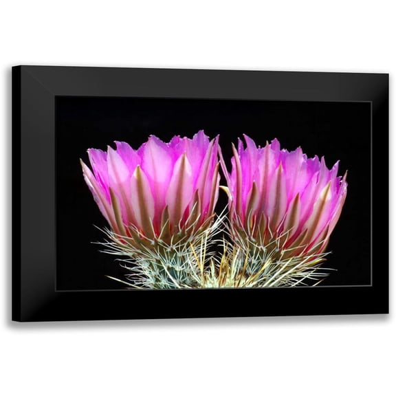 Taylor, Douglas 14x11 Black Modern Framed Museum Art Print Titled - Hedgehog Flowers II