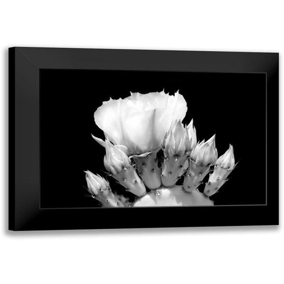 Taylor, Douglas 14x11 Black Modern Framed Museum Art Print Titled - Prickly Pear Blossom and Buds BW