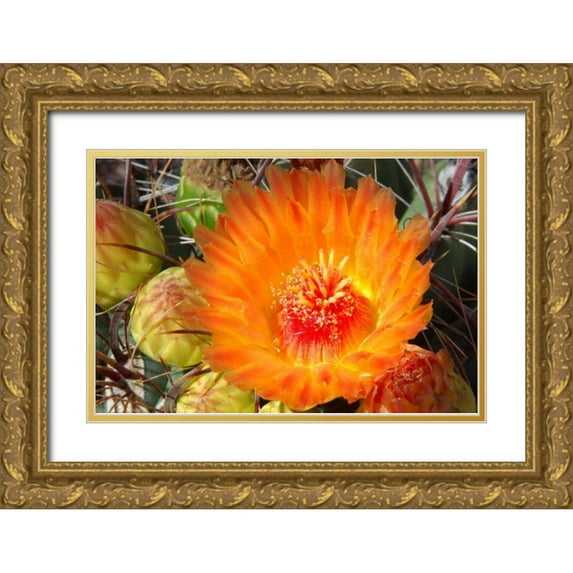 Taylor, Douglas 14x11 Gold Ornate Wood Framed with Double Matting Museum Art Print Titled - Cactus Flower II