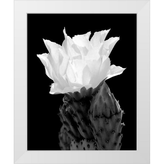 Taylor, Douglas 15x18 White Modern Wood Framed Museum Art Print Titled - Beaver Tail Cactus Flower BW
