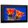 thumbnail image 1 of Taylor, Douglas 18x13 Black Modern Framed Museum Art Print Titled - Claret Cups on Blue II, 1 of 5