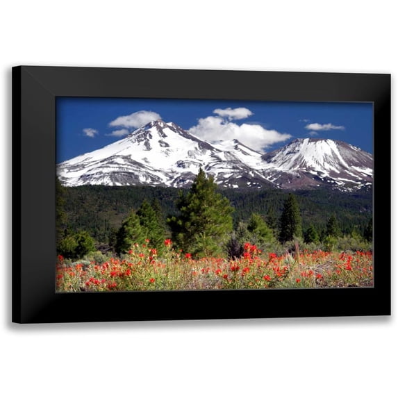 Taylor, Douglas 18x13 Black Modern Framed Museum Art Print Titled - Indian Paintbrush