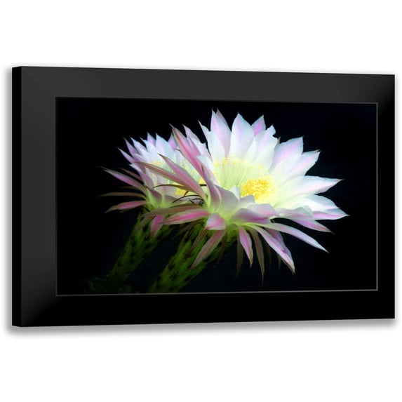 Taylor, Douglas 24x17 Black Modern Framed Museum Art Print Titled - Blooms at Dawn