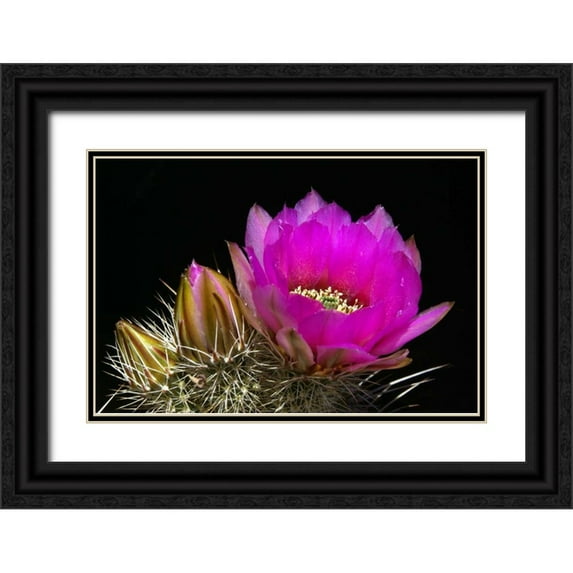 Taylor, Douglas 32x23 Black Ornate Wood Framed with Double Matting Museum Art Print Titled - Hedgehog Flowers I
