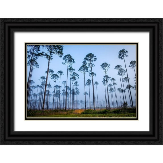 Taylor, Glenn 24x17 Black Ornate Wood Framed with Double Matting Museum Art Print Titled - Piney Woods
