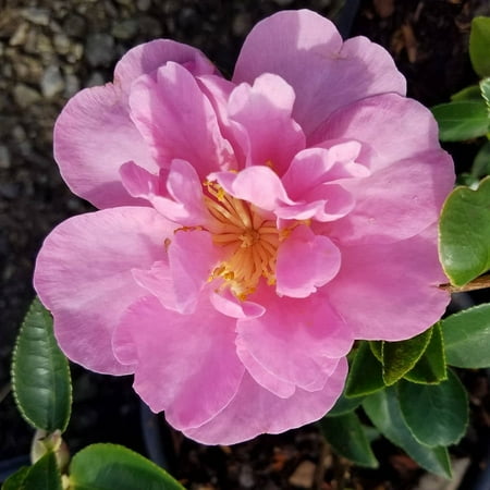 Expert Gardener Taylor's Perfection - Pink Blooming Camellia (2.5 Gallon) Flowering Evergreen Shrub for Part Sun