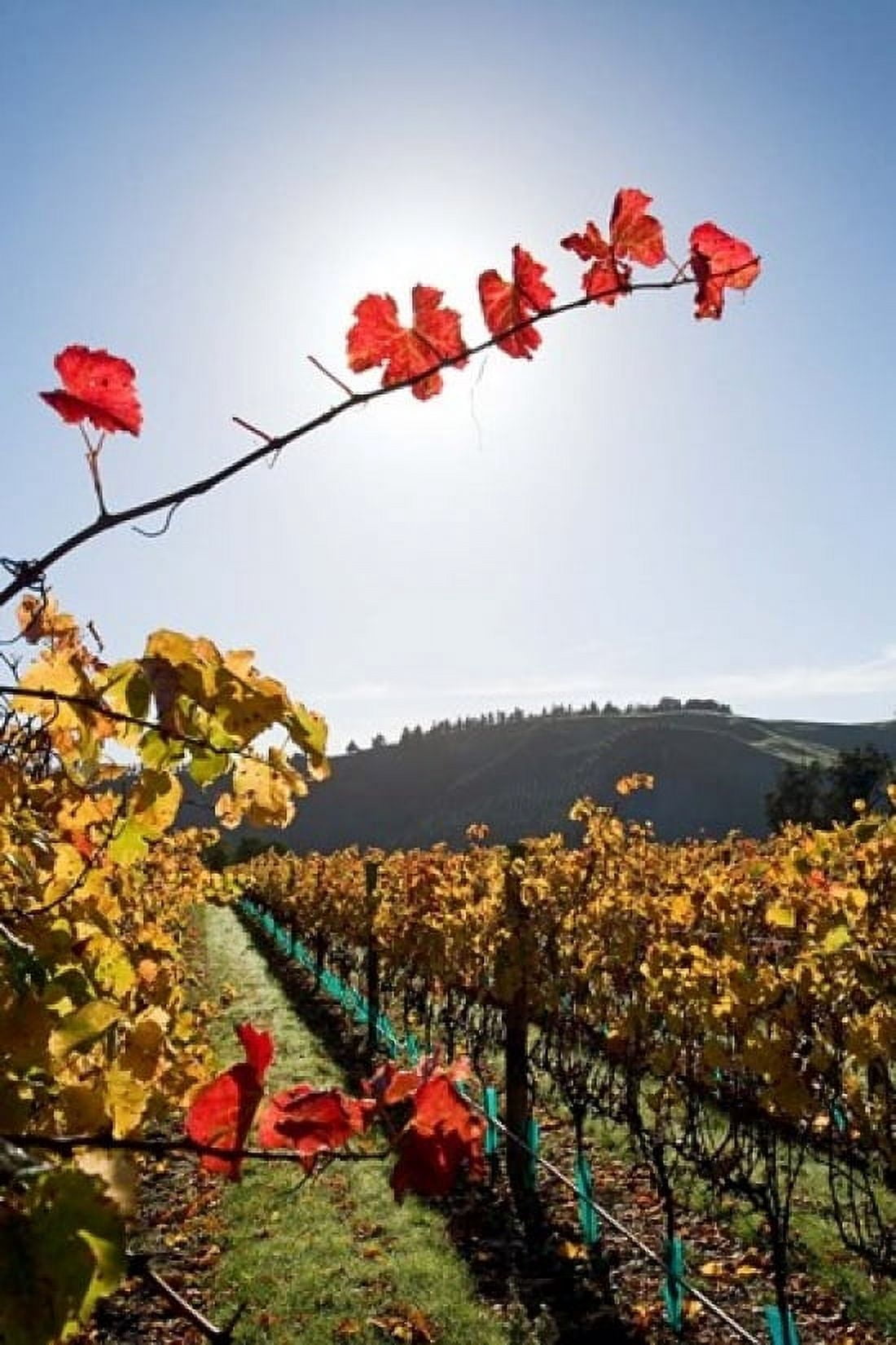 Te Kairanga Vineyard Martinborough Wairarapa North Island New Zealand Canvas Art - David Wall DanitaDelimont (11 x 17)