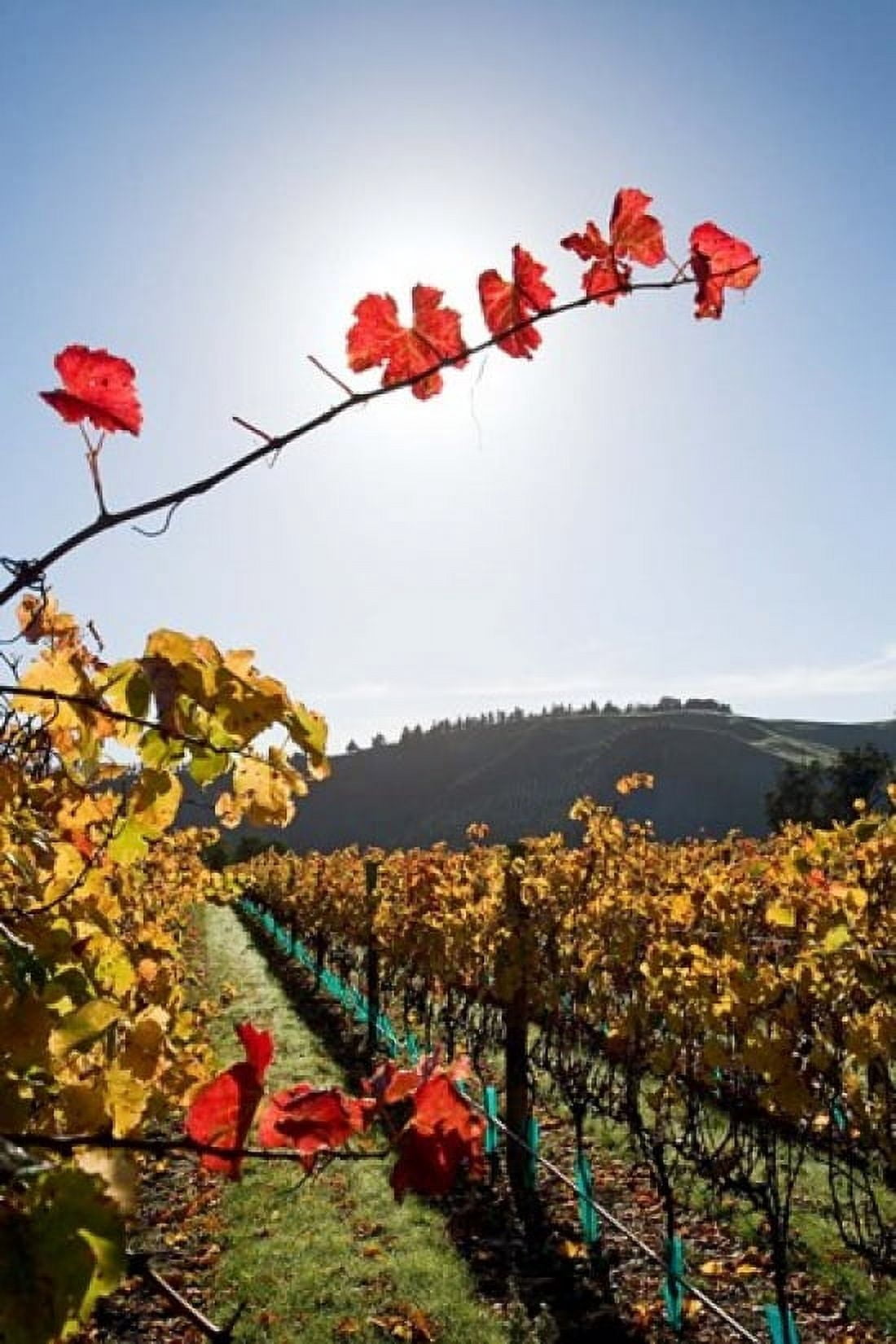 Te Kairanga Vineyard Martinborough Wairarapa North Island New Zealand Canvas Art - David Wall DanitaDelimont (23 x 34)