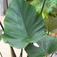 thumbnail image 1 of Tea Cup Elephant Ear Bulb for Planting - Grow Stunning Colocasia Esculenta (1 Bulb), 1 of 2