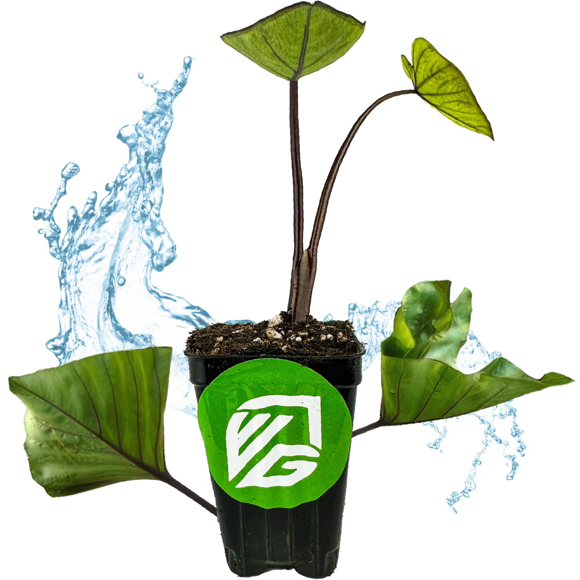 Tea Cup Elephant Ear Colocasia esculenta