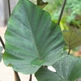 thumbnail image 1 of Tea Cup Elephant Ear Flower Bulb - Ready to Plant - Perennial - Grows Well in Containers - Grow Giant Live Foliage Plants, 1 of 5