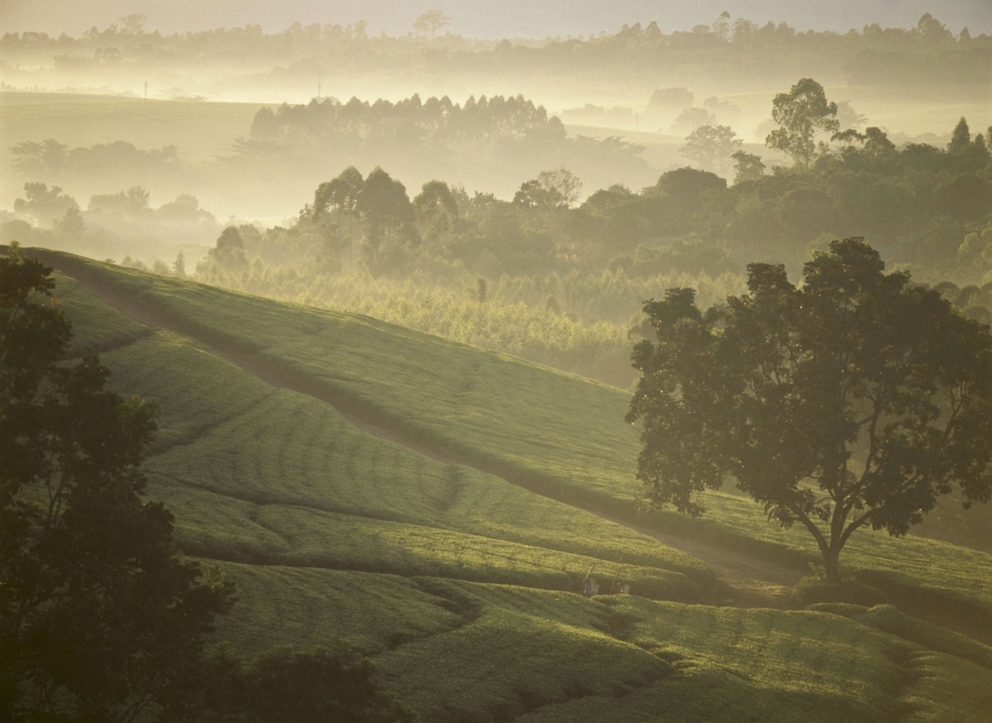 Tea Pickers Walking Through The Lujeri Tea Estate At Dawn Canvas Art - Ian Cumming Design Pics (18 x 13)