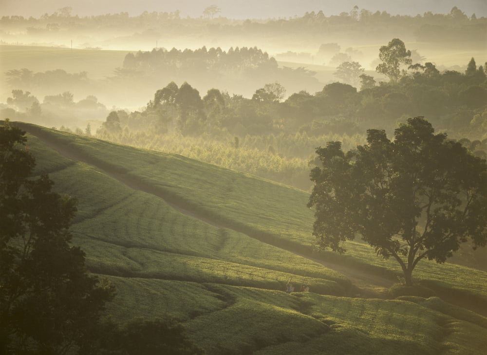 Tea Pickers Walking Through The Lujeri Tea Estate At Dawn Canvas Art - Ian Cumming Design Pics (36 x 26)