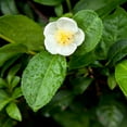 thumbnail image 1 of Tea Plant (Camellia Sinensis), 1 of 5