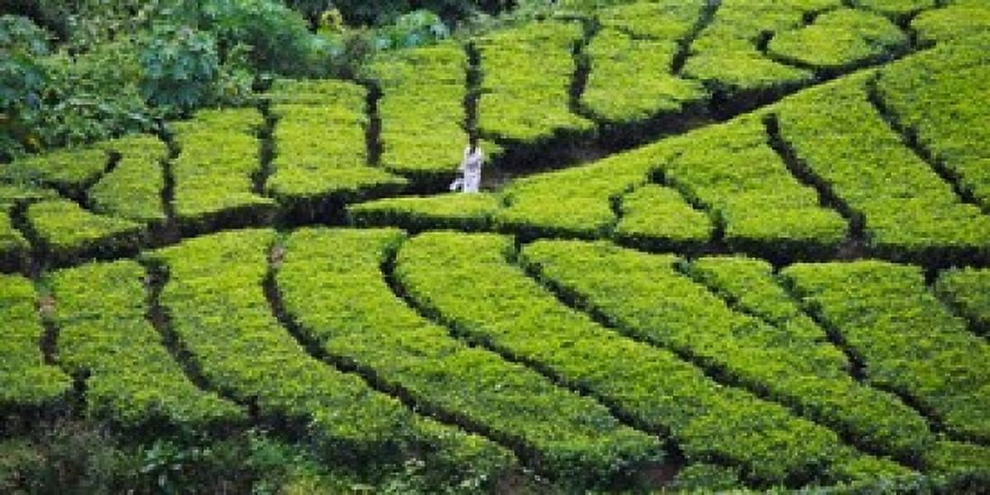 Tea Plantation Kerala India Canvas Art - Keren Su DanitaDelimont (30 x 15)
