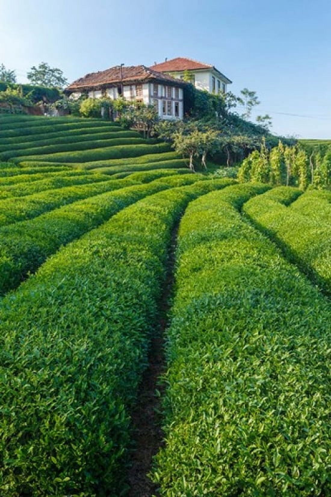 Tea field in Rize Black Sea region of Turkey Canvas Art - Ali Kabas DanitaDelimont (17 x 25)