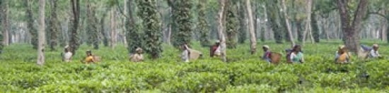 Tea harvesting Assam India Canvas Art - Panoramic Images (40 x 10)