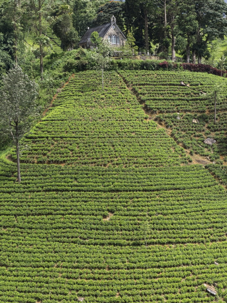 Tea plantation Christ Church Warleigh at top of hill Nuwara Eliya Central Province Sri Lanka Canvas Art - Panoramic Images (12 x 16)