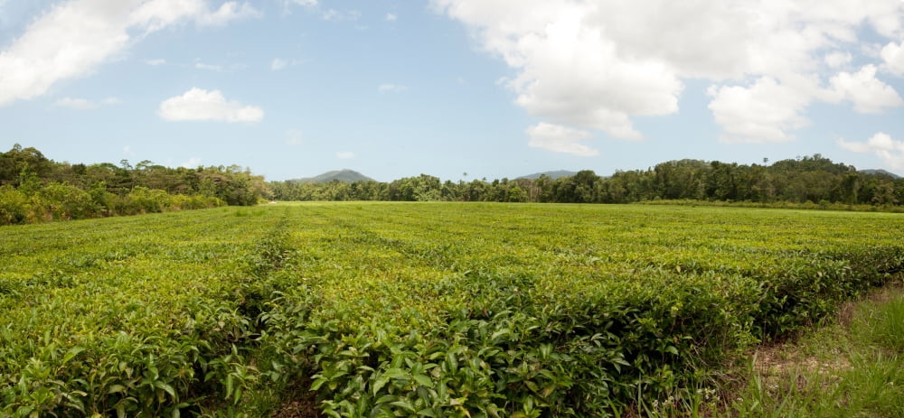 Tea plantation Diwan Queensland Australia Canvas Art - Panoramic Images (36 x 12)