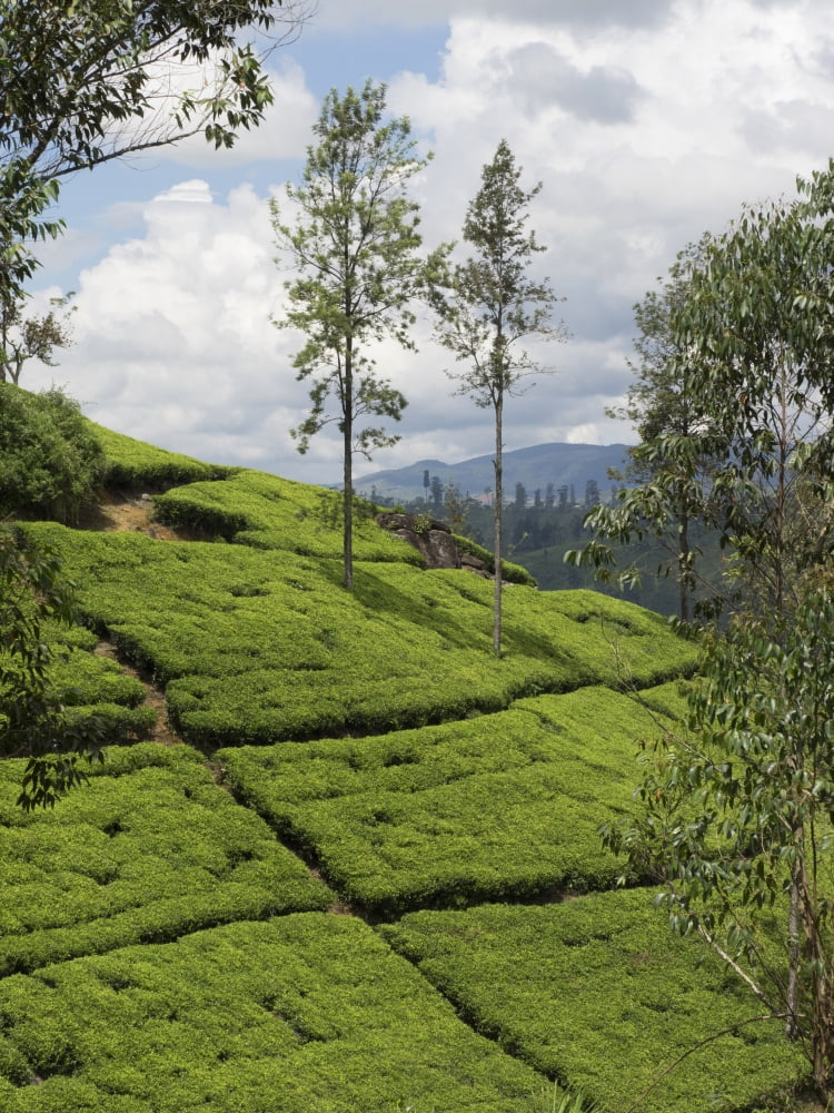 Tea plants on hillside seen from Norwood Bungalow of Ceylon Tea Trails Nuwara Eliya Central Province Sri Lanka Canvas Art - Panoramic Images (12 x 16)