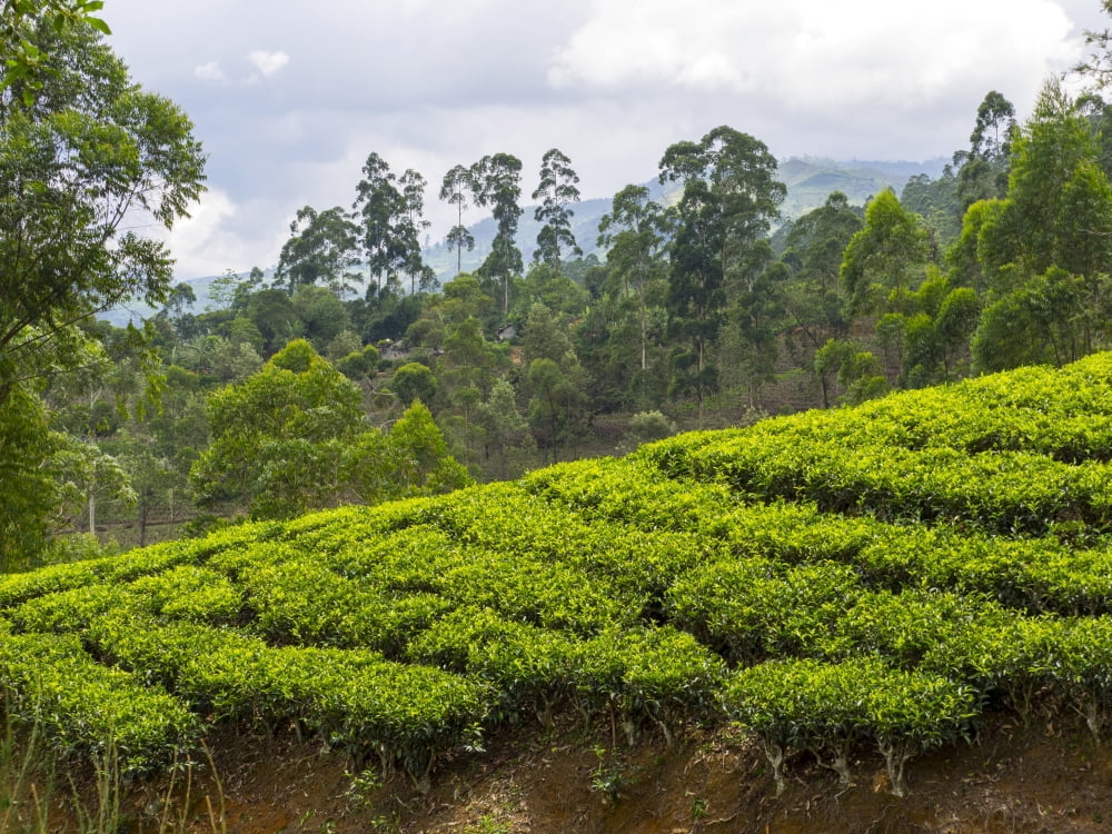 Tea plants on hillside seen from Norwood Bungalow of Ceylon Tea Trails Nuwara Eliya Central Province Sri Lanka Canvas Art - Panoramic Images (12 x 16)