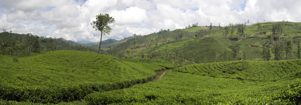 Tea plants on hillside Hatton Nuwara Eliya Central Province Sri Lanka Canvas Art - Panoramic Images (36 x 12)