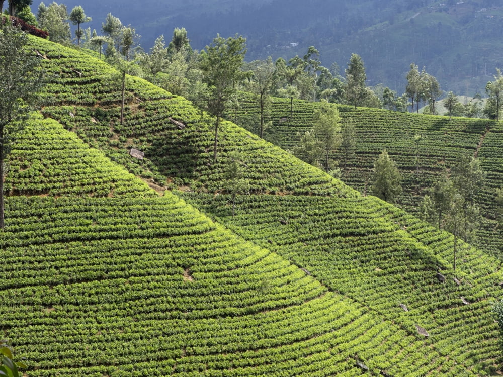 Tea plants on hillside Nuwara Eliya Central Province Sri Lanka Canvas Art - Panoramic Images (12 x 16)