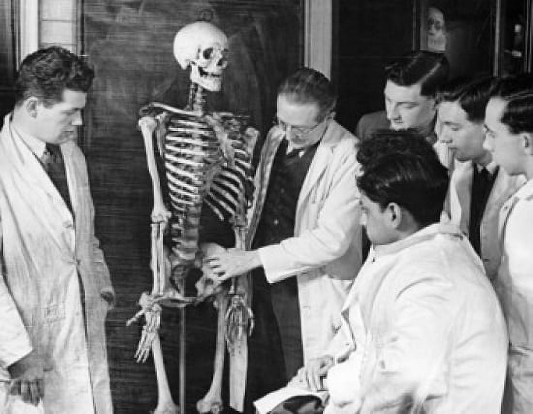 Teacher explaining the human skeleton system to students University of Sheffield England Canvas Art - (18 x 24)