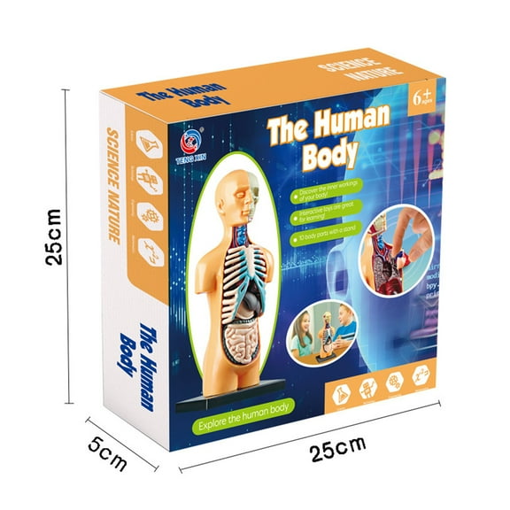 Teaching AIDS,Display Stem Educational Supplies Human Body Model Simple Tool Kit Educational Plies Qahm Huiop Siuke Kit Anay Model Wemay Zsem