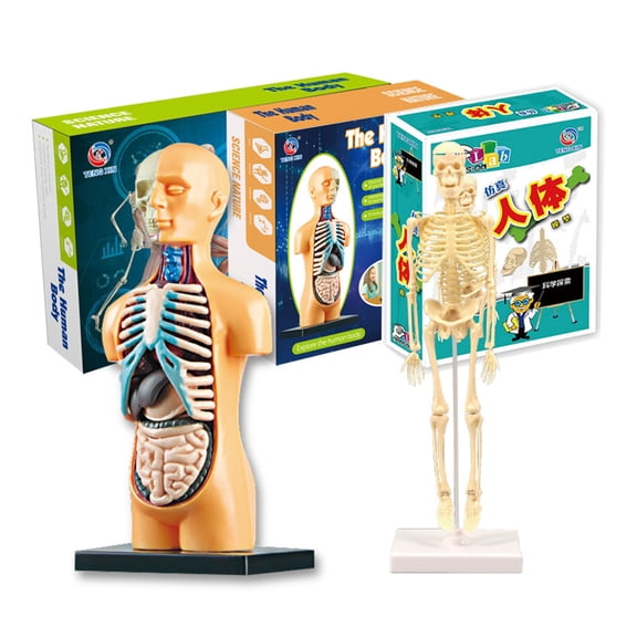 Teaching AIDS,Human Body Model Simple Tool Kit Stem Educational Supplies Model Simple Tool Display Stem Educational Model Display Stem Kit Model Display Body Model Simple Wemay Wyan Laoshe